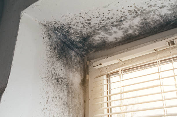 Affordable Mold Inspection And Testing solutions in Mine Hill, NJ